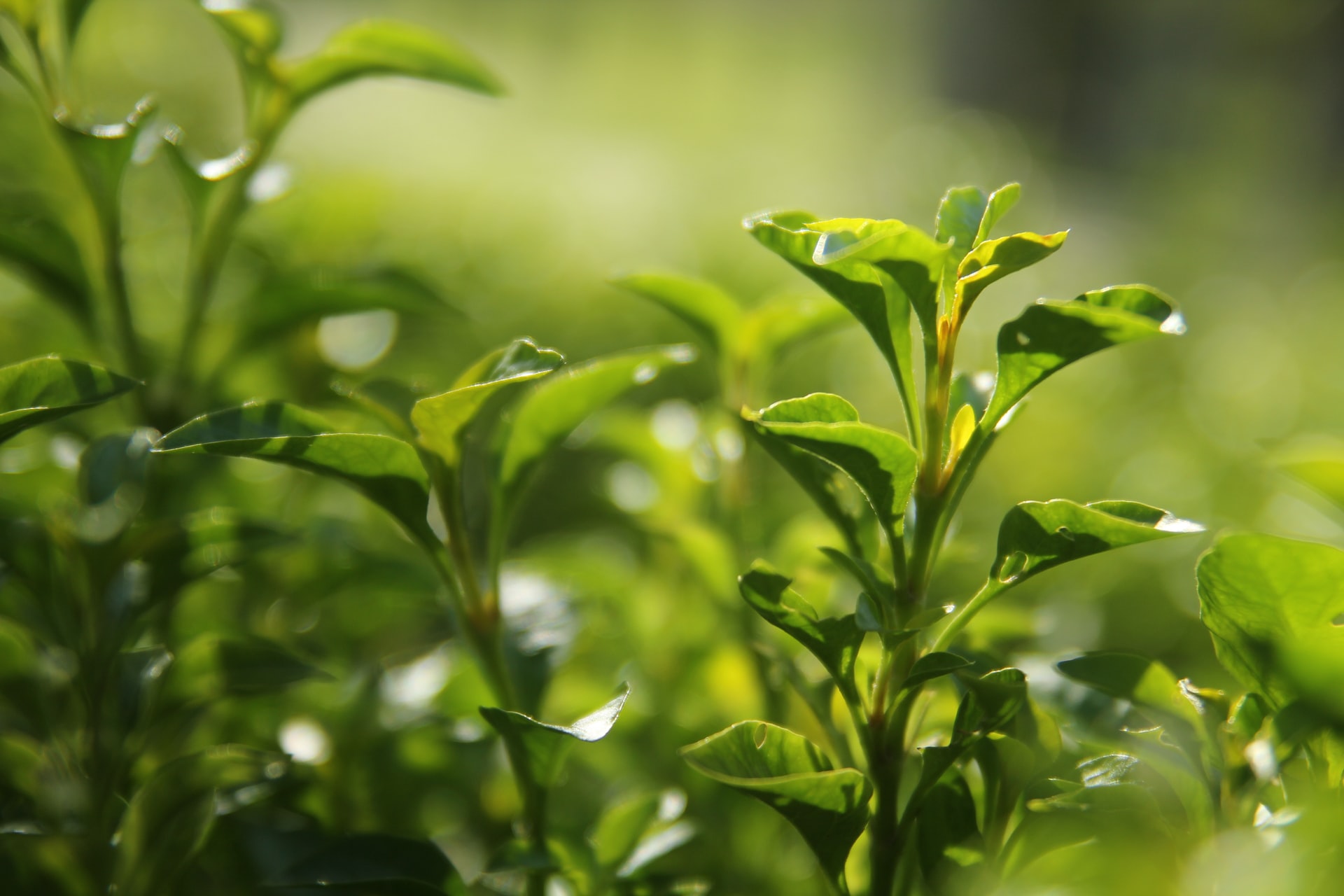 Chá verde: 10 benefícios cientificamente comprovados (o sexto você nem imaginava)